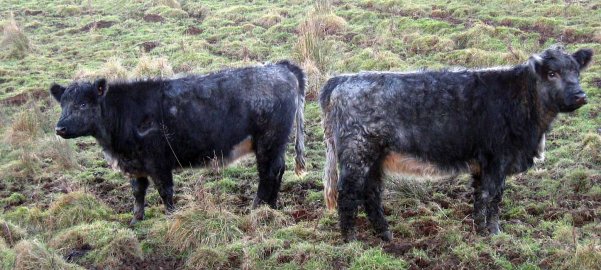Cattle